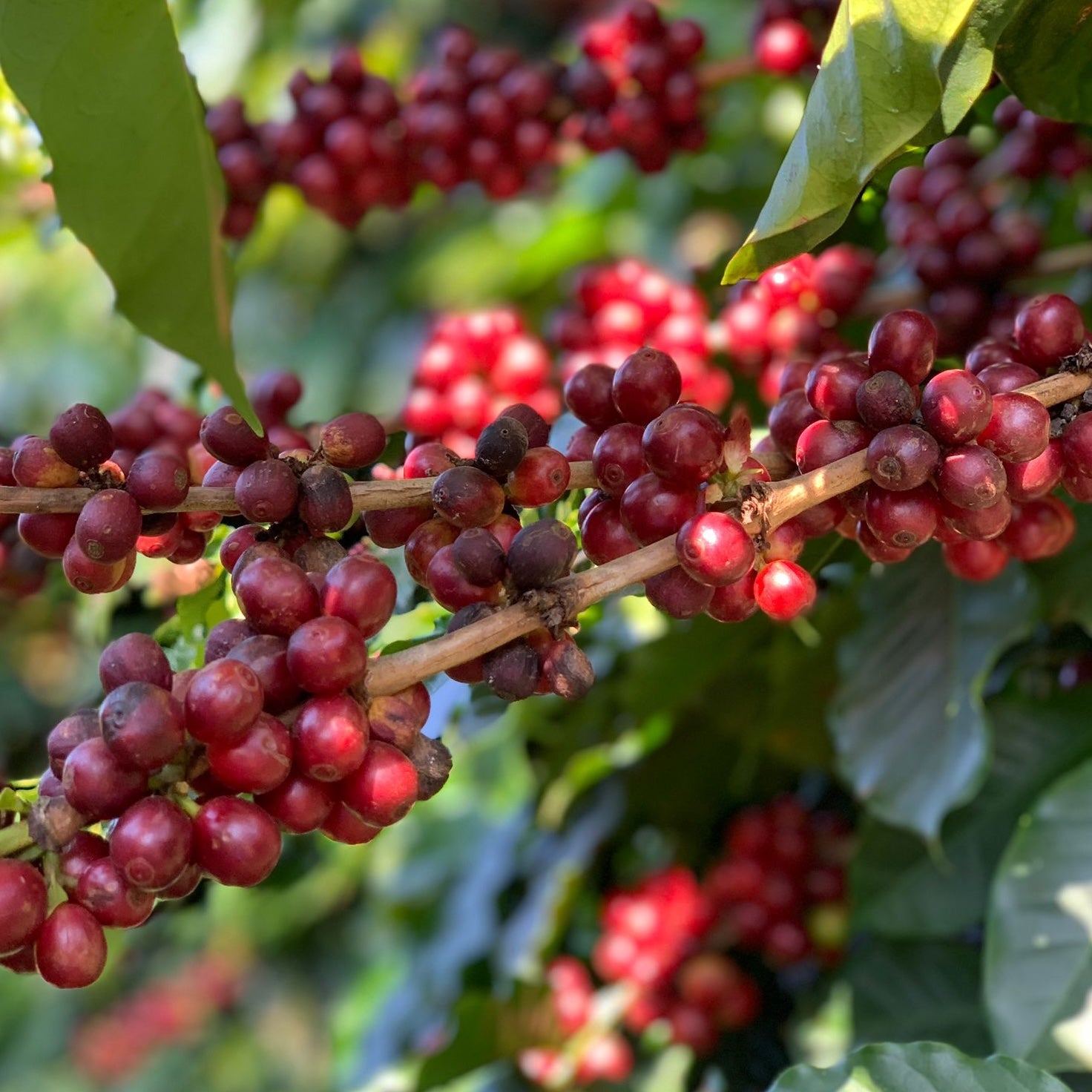 Great Heights - Image 2